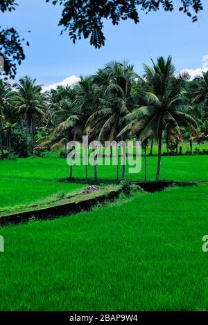 Bio-Landwirtschaft in Indien, Paddy Felder in kerala. Stockfoto