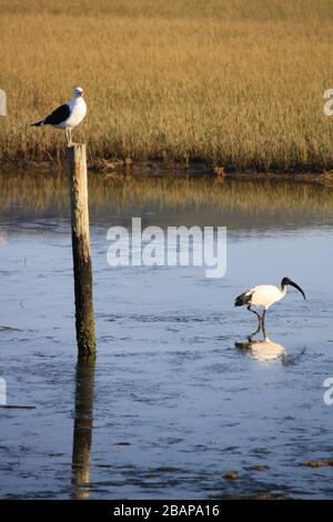 Seagull und African Sacred Ibis in der Knysna Lagune an der Garden Route in Südafrika Stockfoto