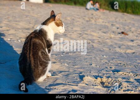 Portrait von niedlichen Kätzchen. Einsame obdachlose Katze vermisst den Strand. Stockfoto