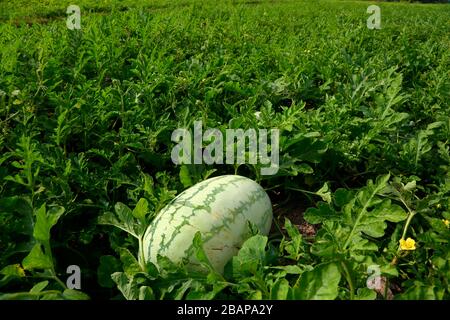 Wassermelonenanbau in Indien. Stockfoto