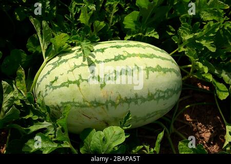 Wassermelonenanbau in Indien. Stockfoto