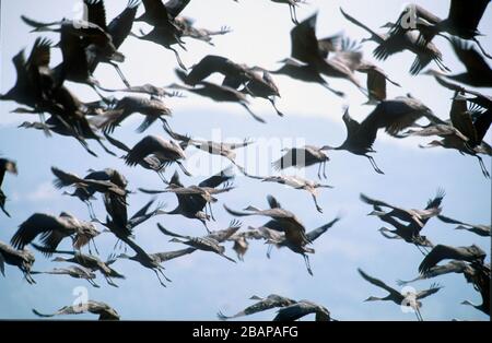 Kapuzenkran, (Grus monacha), Arasaki, Kyushu, Japan Stockfoto