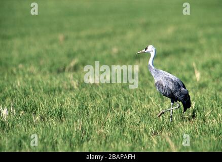 Kapuzenkran, (Grus monacha), Arasaki, Kyushu, Japan Stockfoto