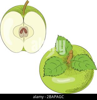 Grüne apfelfrüchte mit geschnittenen und grünen Blättern Stock Vektor