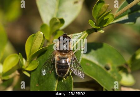 Eine hübsche Hoverfly, Syrphida, die auf einem Blatt aufgeht, das sich im Frühlingssonnen aufwärmt. Stockfoto