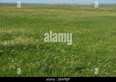 Grasland auf dem Plateau des Badlands National Park in South Dakota Stockfoto