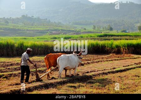 Bio-Landwirtschaft in Indien.Pflügen und Abflachung von Reisfeld mit Ochsen im ländlichen Indien Stockfoto