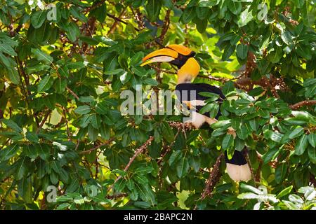 Great Hornbill - Buceros bicornis, großer seltener schöner Vogel aus ostasiatischen Wäldern, Pangkor Island, Malaysia. Stockfoto