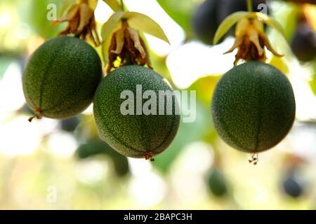 Passionsfrucht, wissenschaftlich bekannt als Passiflora edulis, ist eine faszinierende tropische Frucht. Ihr Geschmack ist eine köstliche Mischung aus süß und säuerlich. Stockfoto