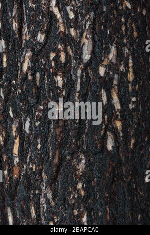 Nahhintergrund. Kiefernrinde eines Baumes nach einem Brand im Wald. Stockfoto