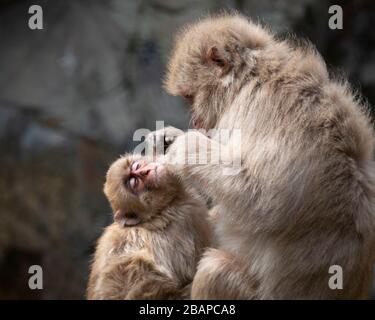 Mutterschneeaffe streichende Babygelder im Schneeraffenpark Nagano Stockfoto