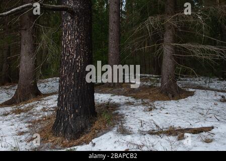 Querformat. Dichter Wald im frühen Frühjahr und Spuren von Tauen. Mit einer Kiefer brannte nach dem Brand im Vordergrund. Stockfoto