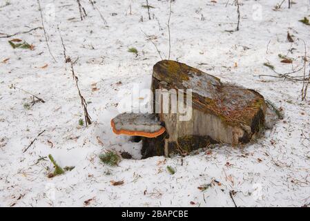 Nahaufnahme. Chaga wächst auf einem Stumpf im Wald im frühen Frühling. Stockfoto