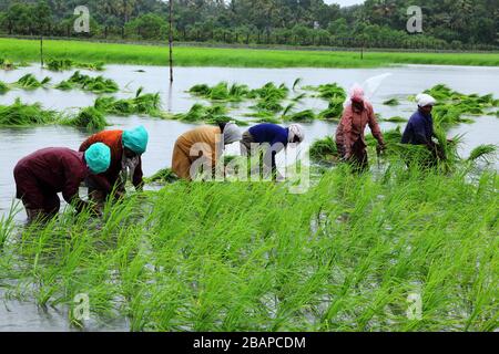 Pokkali Reis Bio-Landwirtschaft in Kerala, India.Pokkali ist eine einzigartige salztolerante Reissorte. Stockfoto