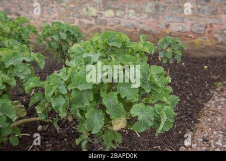 Frühlingskrüpp von Home Grown Organic Perennial Kale (Brassica oleracea var. Acephala "Taunton Deane"), die in einem Gemüsegarten im ländlichen Devon wachsen Stockfoto