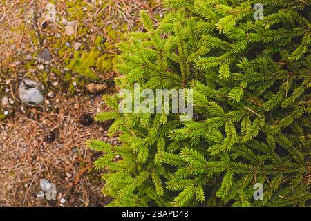 grüne stachelige Zweige einer Tanne oder Kiefer Stockfoto
