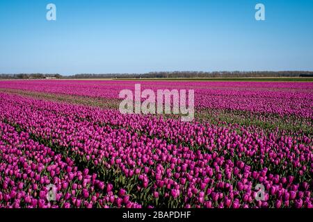 Holländisches Tulpenfeld, Drohnenblick auf das Feld der gelblichen Tulpen Niederlande, glücklicher junger Mann und Frau im Blumenfeld Stockfoto