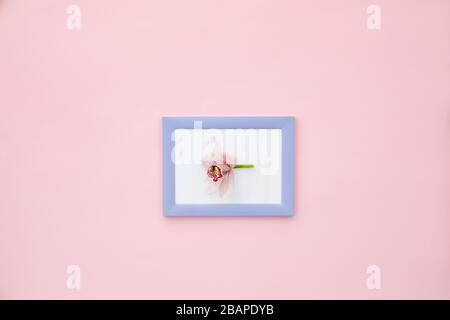 orchideenblumen auf Fotorahmen auf pinkfarbenem Pastellhintergrund. Flaches Lay Stockfoto