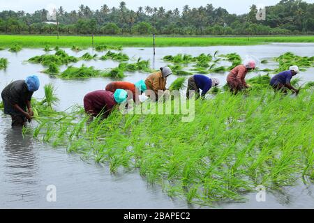 Pokkali Reis Bio-Landwirtschaft in Kerala, India.Pokkali ist eine einzigartige salztolerante Reissorte. Stockfoto