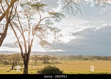 Lone Tree Sunset Sundowner In Der Naivasha, Nakuru City County Kenya Stockfoto