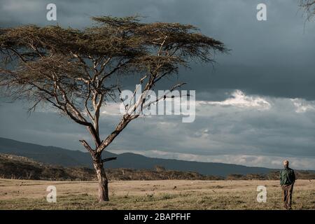 Lone Tree Sunset Sundowner In Der Naivasha, Nakuru City County Kenya Stockfoto