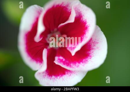 Makro der rosafarbenen Geranienblüten Mitte des Frühlings oder Sommers. Stockfoto