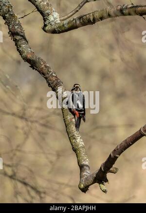 Weibliche große gefleckte Spechte, Dendrocopos Major, auf Ast. Stockfoto