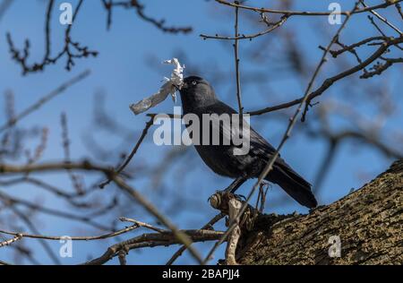 Jackdaw, Corvus monedula, mit gebrauchtem Gewebe, in Eiche. Stockfoto