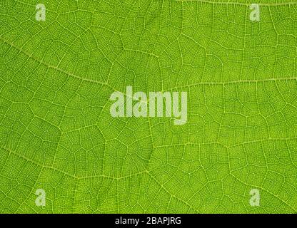 Venen in einem Blatt gegen das Licht, Textur Stockfoto