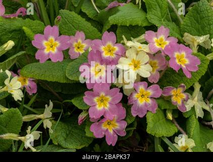 Primula vulgaris, gemeine Primrose, in gemischten rosa und normalen gelben Formen, Waldkante, Dorset. Stockfoto