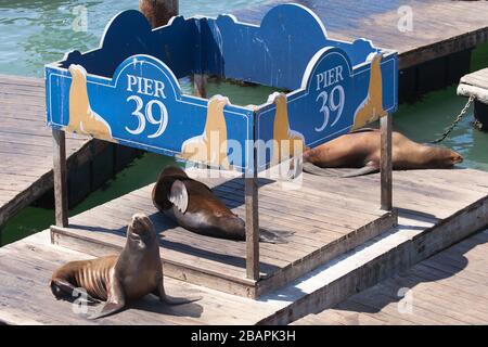 Pier 39's Sea Lions, San Francisco, Kalifornien, USA. Stockfoto