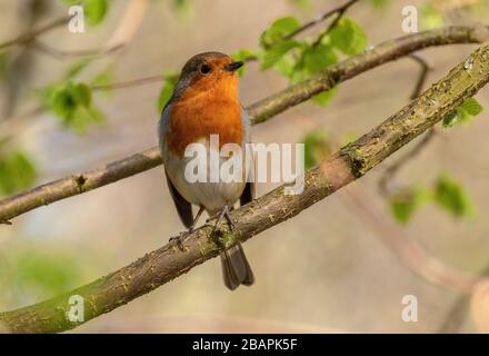 Robin, Erithacus rubecula, auf Ast, im Frühjahr. Stockfoto