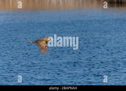 Bittern, Botaurus stellaris, im Flug über den See unter Schilfbeeten, Ham Wall, Somerset Levels. Stockfoto