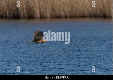 Bittern, Botaurus stellaris, im Flug über den See unter Schilfbeeten, Ham Wall, Somerset Levels. Stockfoto