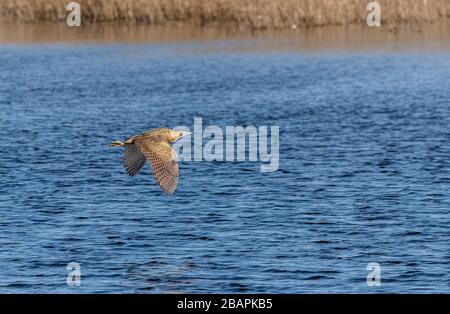 Bittern, Botaurus stellaris, im Flug über den See unter Schilfbeeten, Ham Wall, Somerset Levels. Stockfoto