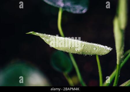 gynura aurantiaca plant Gynura aurantiaca - Purple Passion Terrarium Plant main image 1