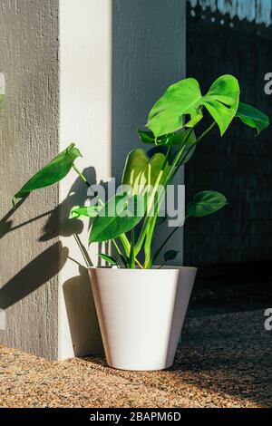 Junge Monsterpflanze in Weißtopf auf Terrasse im Garten mit Sonnenlicht und Schatten. Stockfoto