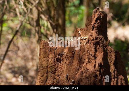 Großer Termitenhügel mitten im Wald mit Bushing im Hintergrund Stockfoto