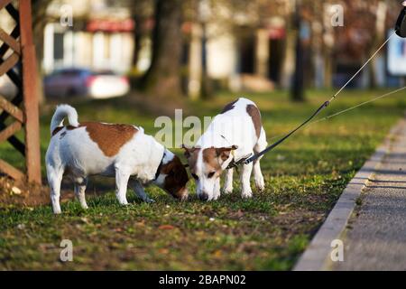 Zwei Jack Russell Terrier, die auf dem Gras spazieren. Stockfoto