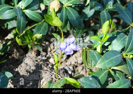 Helle und bunte Weben ukrainischer Blumen aus Periwinkle mit violetten Blumen, die von der hellen Frühlingssonne besucht werden. Stockfoto