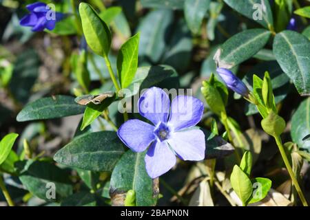 Helle und bunte Weben ukrainischer Blumen aus Periwinkle mit violetten Blumen, die von der hellen Frühlingssonne besucht werden. Stockfoto