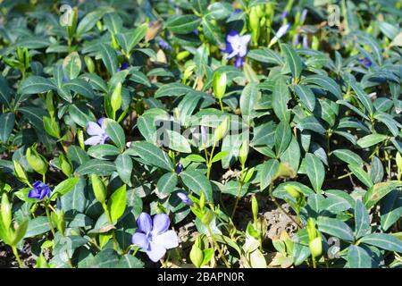 Helle und bunte Weben ukrainischer Blumen aus Periwinkle mit violetten Blumen, die von der hellen Frühlingssonne besucht werden. Stockfoto