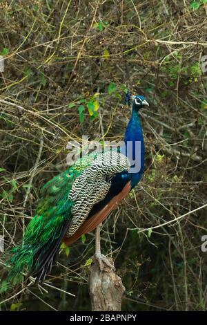 Ein Pfau sitzt auf dem Ast mit Büschen im Hintergrund Stockfoto