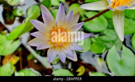 Die natürliche Lotusblume blüht in einem schönen Garten, exotischer runder Samenständer eines lotos, der auf verschwommem Hintergrund isoliert ist Stockfoto