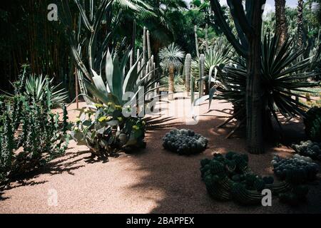 Jardin Majorelle Sukkulent Garden In Marrakesch Stockfoto