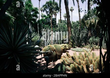 Jardin Majorelle Sukkulent Garden In Marrakesch Stockfoto