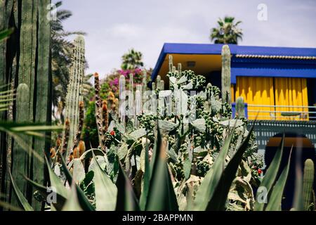 Jardin Majorelle Sukkulent Garden In Marrakesch Stockfoto