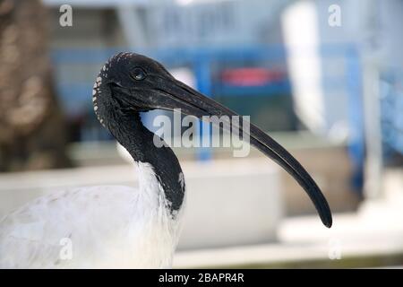 White Ibis, Sydney Fish Market, NSW, Australien Stockfoto