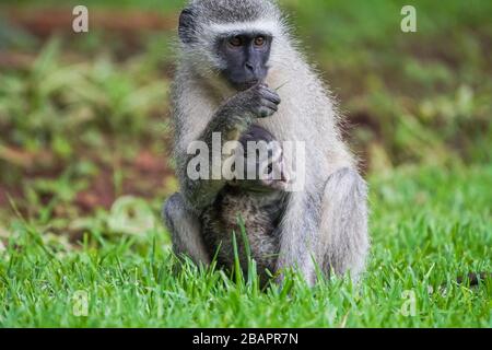 Vervet-Affe (Chlorocebus pygerythrus) Mutter und Baby haben sich zusammengehudelt und kleben, während sie in Südafrika auf dem Gras sitzen Stockfoto