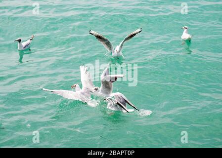 Fliegende Möwen. Möwen schweben über tiefblaues Meer. Möwe jagen Fische. Wölschen Sie über grenzenlose Luft. Kostenloser Flug. Stockfoto